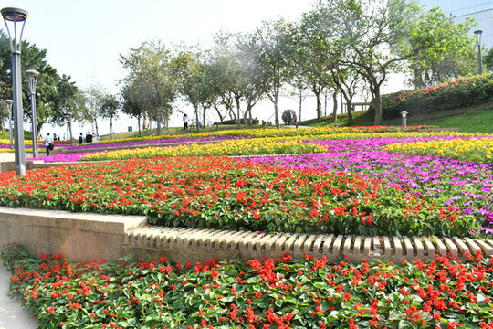 深圳海邊公園的串紅綠植