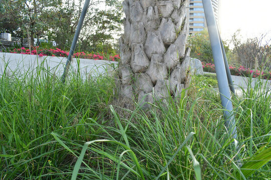 海邊公園里的綠樹(shù)根