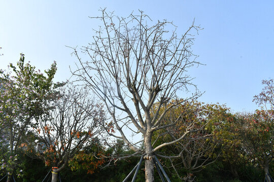 深圳蛇口公園落完葉的樹木
