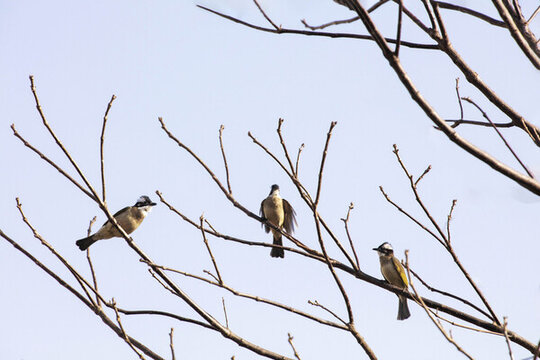 樹上三只鳥兒