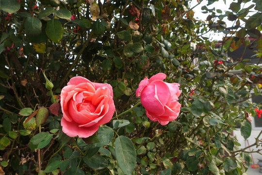 月季花