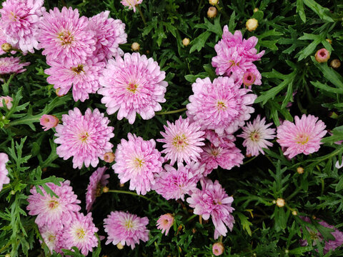 小小鮮花
