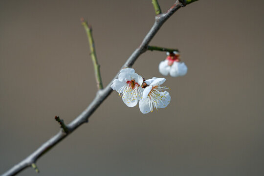 白梅花梅花春天花開(kāi)梅花特寫(xiě)