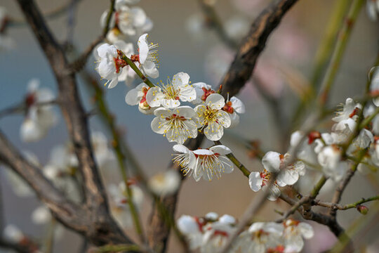 白梅花梅花春天花開(kāi)梅花特寫(xiě)