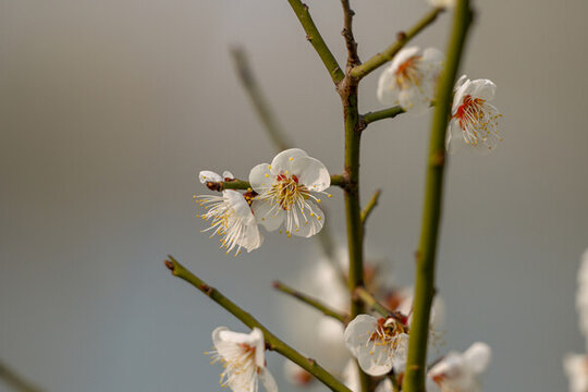 白梅花梅花春天花開梅花特寫