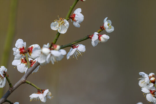 白梅花梅花春天花開梅花特寫