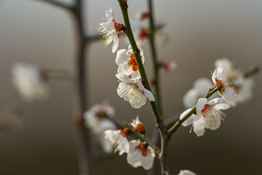 白梅花梅花春天花開梅花特寫