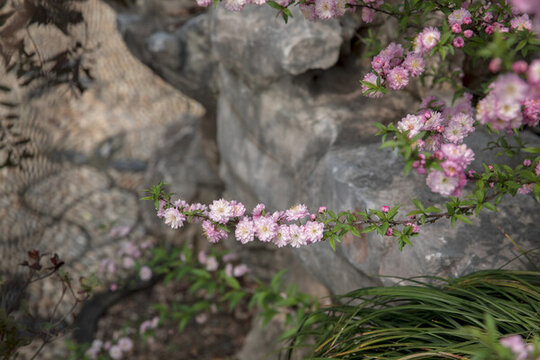粉花麥李