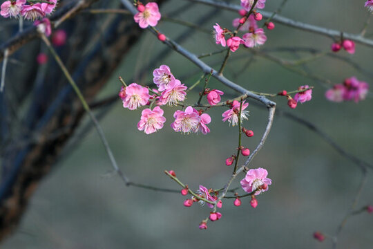 紅梅花紅梅花開(kāi)春天梅花盛開(kāi)