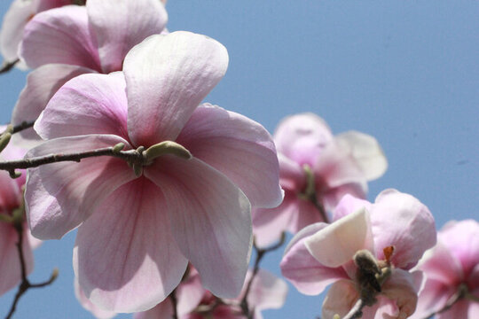 玉蘭花