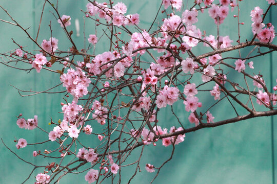 桃花