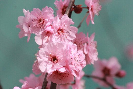 桃花