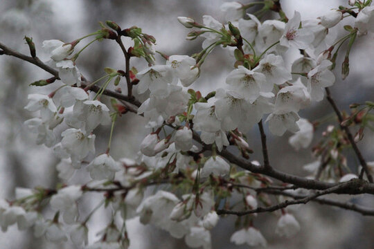 櫻花
