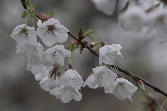 櫻花