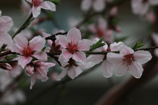 桃花