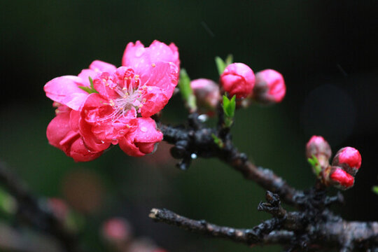 碧桃花