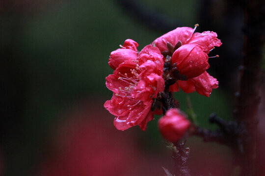 碧桃花
