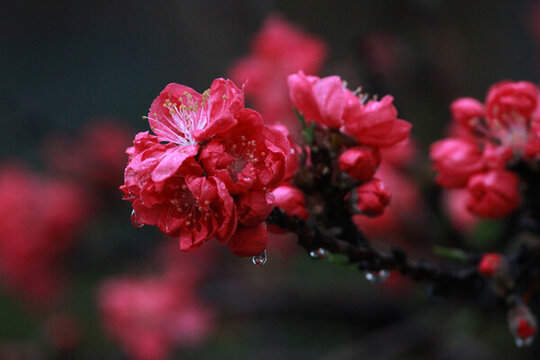 碧桃花
