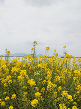 江岸油菜花