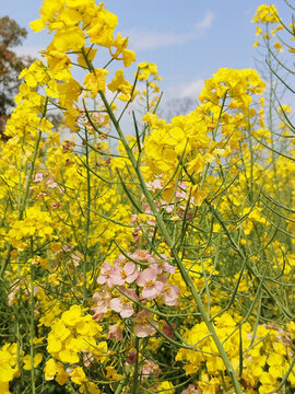 粉色油菜花