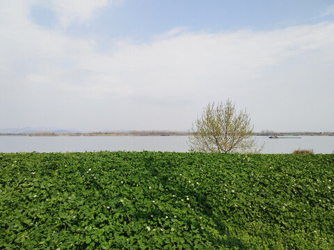江邊三葉草地
