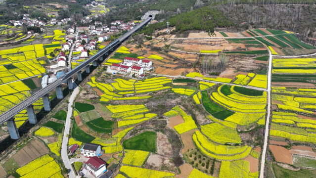 航拍漢中市洋縣油菜花田