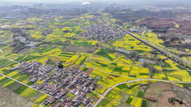 航拍漢中市洋縣油菜花田