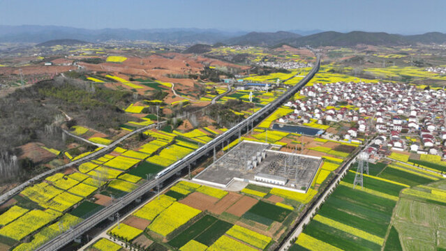航拍漢中市洋縣油菜花田