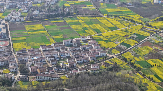 航拍漢中市洋縣油菜花田