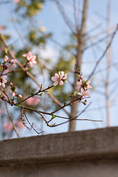 桃花