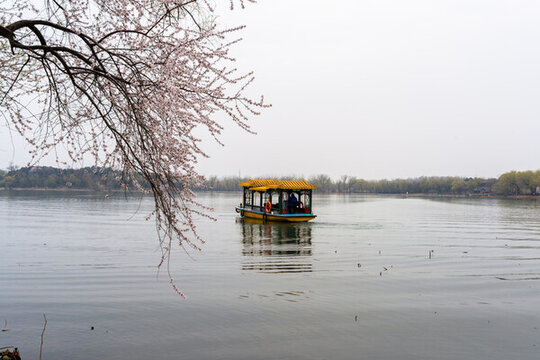 春天湖中的游船与岸边盛开的花枝