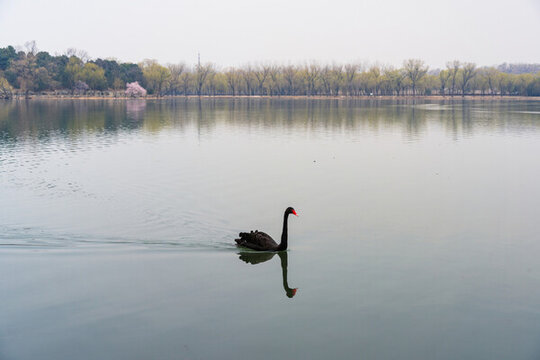 春天来了黑天鹅在湖中游玩