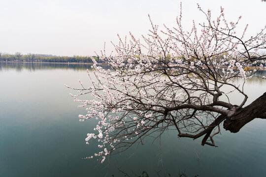 春天湖面的桃樹(shù)花開(kāi)滿枝頭