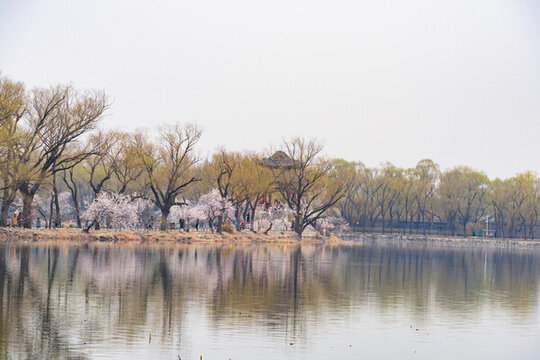 春天游園賞花美景如畫柳綠花紅