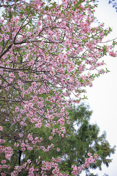 北京陶然亭公園桃花