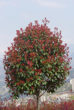 紅葉石楠