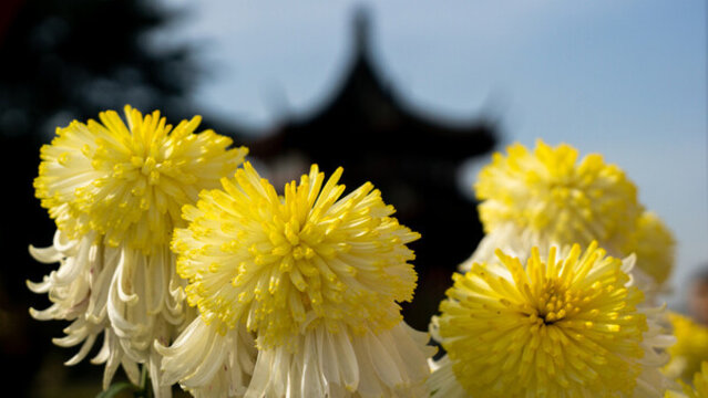 國(guó)色菊花