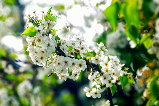 春天里一枝白色梨花