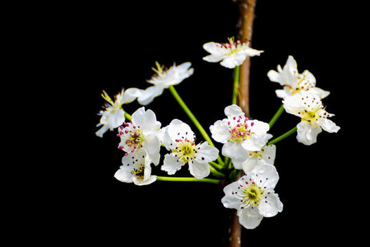 春天里的白色梨花