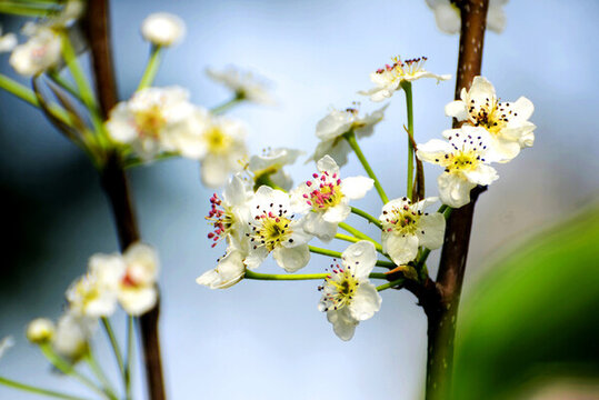 春天里绽放的白色梨花