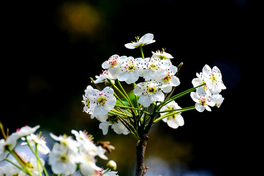 春天里一枝盛开的白色梨花