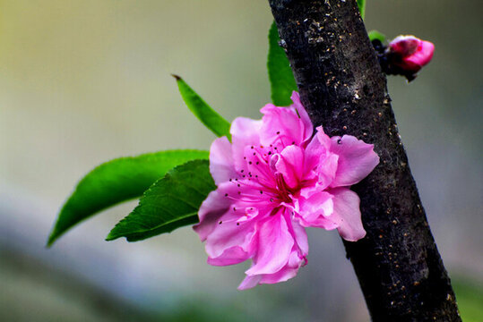 春天里美丽的桃花