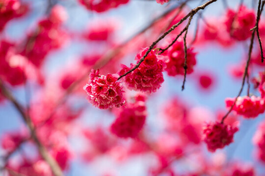 櫻花