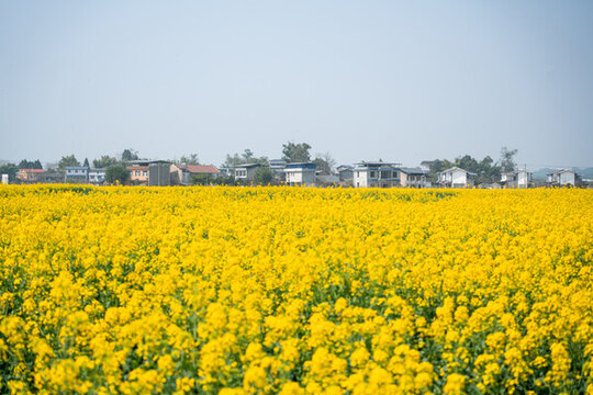 春天的油菜花
