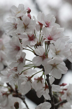 櫻花