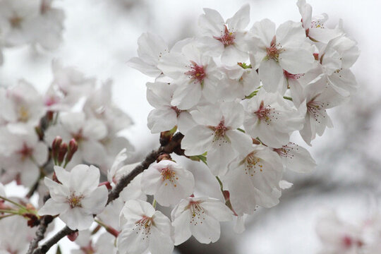 櫻花