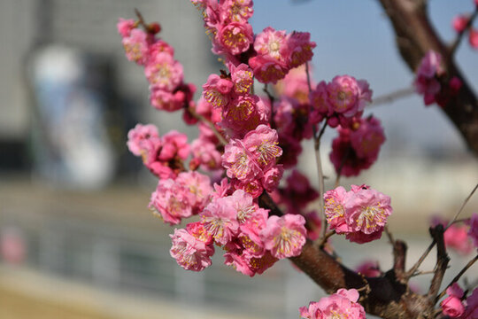 梅花