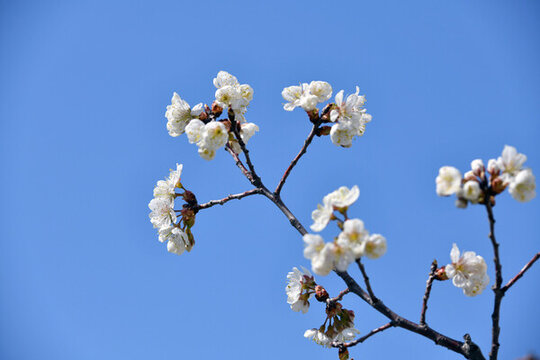 櫻花