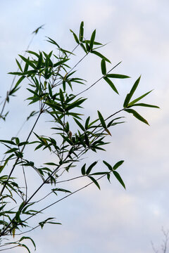 天空與竹葉