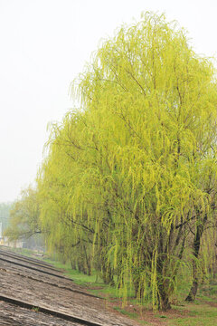 春天垂柳